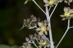 Blue cohosh